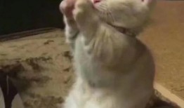 网红不雅事件吃瓜视频大全,吃瓜视频大全盘点