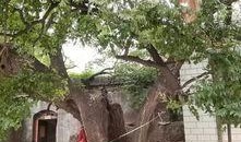 邯郸大树爆料事件视频最新