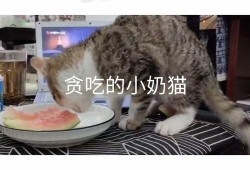 网红小奶猫吃瓜视频,萌态可掬，萌翻网友心
