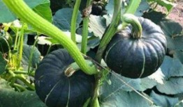 最近吃瓜网红有哪些