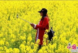 在线观看油菜花香,一场视觉与情感的田园盛宴