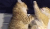 网红小奶猫吃瓜视频,萌态可掬，萌翻网友心