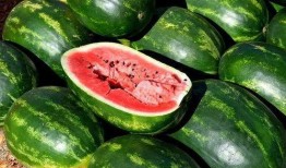 免费吃瓜叫卖网站大全,揭秘全网热门免费吃瓜叫卖网站大全