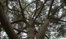 邯郸大树爆料事件视频最新