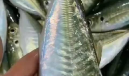 鱼爆料的视频大全最新,揭秘娱乐圈幕后真相