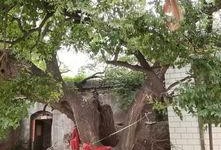 邯郸大树爆料事件视频最新