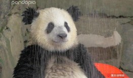 娱乐圈爆料熊猫头套,熊猫头套背后的明星秘密大曝光！