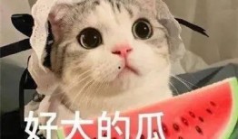 网红吃瓜群聊怎么进去,如何轻松加入神秘社交圈