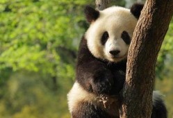 娱乐圈爆料熊猫头套,熊猫头套背后的明星秘密大曝光！