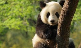 娱乐圈爆料熊猫头套,熊猫头套背后的明星秘密大曝光！
