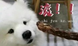 娱乐吃瓜酱中国本土的,揭秘中国本土娱乐圈的幕后故事